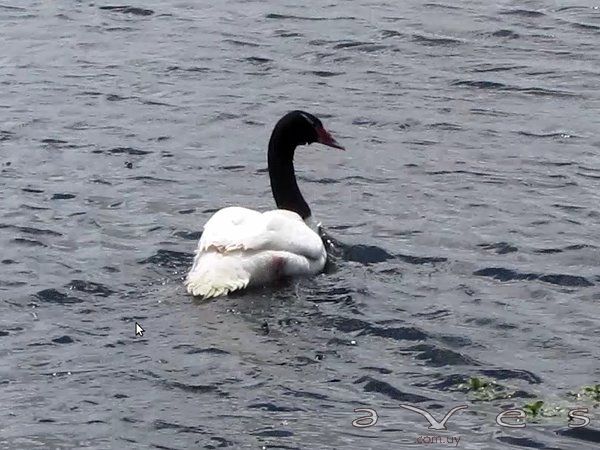 Cisne Cuello Negro - Laguna Blanca - 1/12/2012