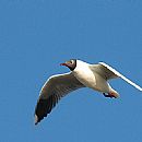 Gaviota Capucho Caf (Larus Maculipennis)