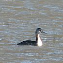 Mac Grande Joven (Podiceps Major)