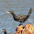 Biguaaaaaaaah (Phalacrocorax Brasilianus)