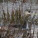 Mac Grande Joven (Podiceps Major)