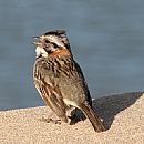 Chingolo Comn (Zonotrichia Capensis)