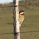 Carpintero Nuca Roja (Colaptes Melanochloros)