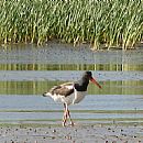 Ostrero Comn (Haematopus Palliatus)