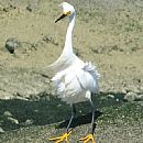 Garza Blanca Chica (Despeinada, Garza Blanca Chica (Egretta Thula))