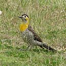 Carpintero de Campo (Colaptes Campestris)