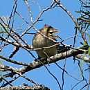 Pirincho Comn (Guira guira)