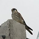 Halconcito Comn (Falco Sparverius)
