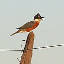 Martn Pescador Grande (Ceryle Torquata)