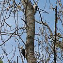 Carpintero Blanco (Melanerpes Candidus)