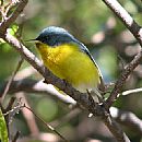 Pitiayum (Parula Pitiayumi)