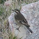 Remolinera (Cinclodes Fuscus)