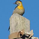 Carpintero de Campo (Colaptes Campestris)