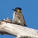 Carpintero de Campo (Colaptes Campestris)