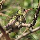 Picaflor Bronceado (Hylocharis Chrysura)