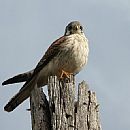 Halconcito Comn (Falco Sparverius)
