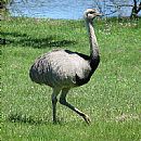 and (Rhea Americana)