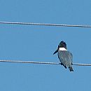 Martn Pescador Grande (Ceryle Torquata)