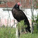 Cuervo Cabeza Roja (Cathartes Aura)