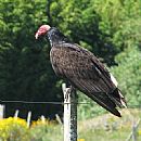 Cuervo Cabeza Roja (Cathartes Aura)