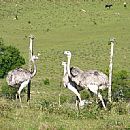 ands en el campo (Rhea Americana)