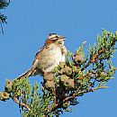 Chingolo Comn (Zonotrichia Capensis)