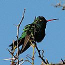 Picaflor Verde (Chlorostilbon Aureoventris)