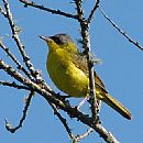 Araero Cara Negra (Geothlypis Aequinoctialis)