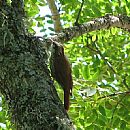 Trepador Chico (Trepador Chico (Lepidocolaptes Angustirostris))