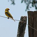 Dorado (Sicalis Flaveola)