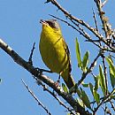 Araero Cara Negra (Geothlypis Aequinoctialis)