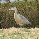 Garza Amarilla (Syrigma Sibilatrix)