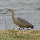 Garza Amarilla (Syrigma Sibilatrix)