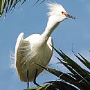 Garza Blanca Chica (Egretta Thula)