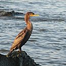 Bigu Comn (Bigu Comn (Phalacrocorax Brasilianus))