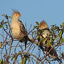Pirincho Comn (Guira Guira)