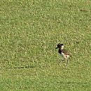 Tero Comn (Vanellus Chilensis)