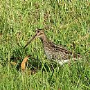 Becasina Comn (Gallinago Paraguaiae)