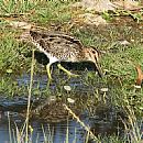 Becasina Comn (Becasina Comn (Gallinago Paraguaiae))