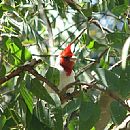 Cardenal Copete Rojo (Cardenal Copete Rojo (Paroaria Coronata))