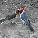 Cardenal Copete Rojo (Paroaria Coronata)