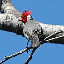 Cardenal Copete Rojo (Paroaria Coronata)