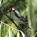 Cardenal Copete Rojo (Paroaria Coronata)