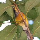 Pitiayum (Parula Pitiayumi)