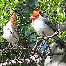 Cardenal Copete Rojo (Paroaria Coronata)