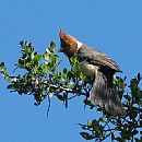 Cardenal Copete Rojo (Cardenal Copete Rojo (Paroaria Coronata))