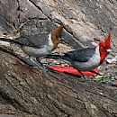 Cardenal Copete Rojo (Paroaria Coronata)