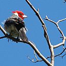 Cardenal Copete Rojo (Paroaria Coronata)