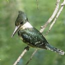 Martn Pescador Chico (Chloroceryle Americana)