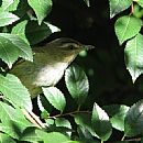 Chiv (Vireo Olivaceus)